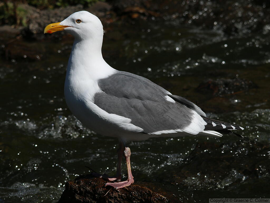 Western Gull (Larus occidentalis) - Breeding adult