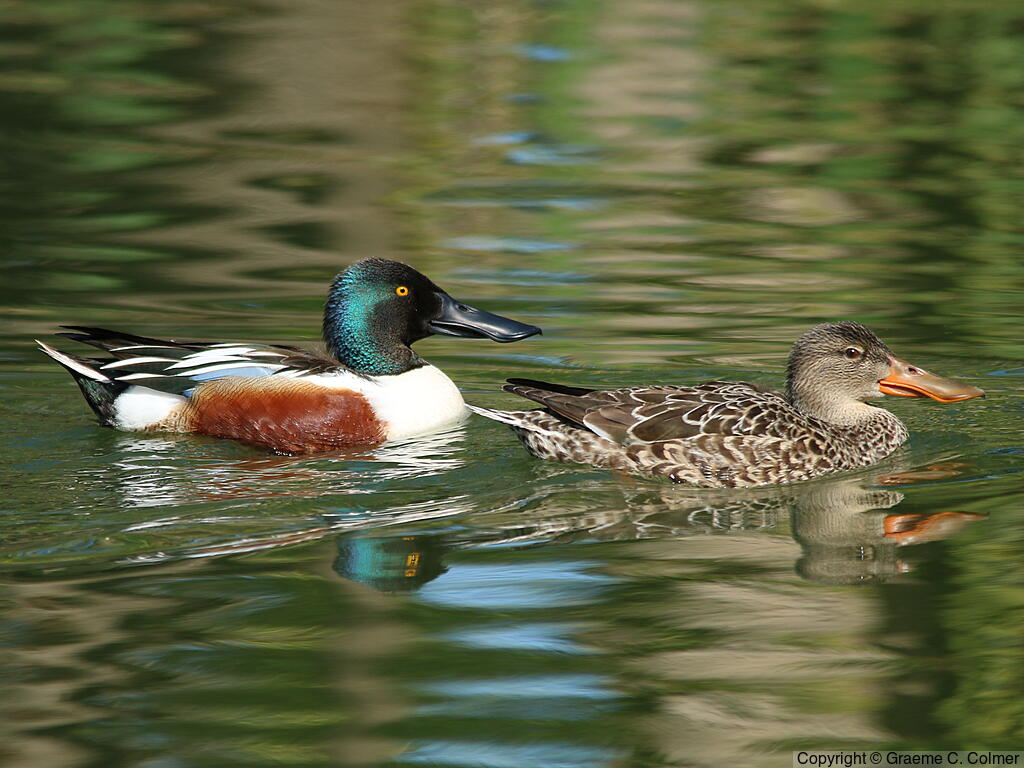Northern Shoveler (Spatula clypeata) - Male and female