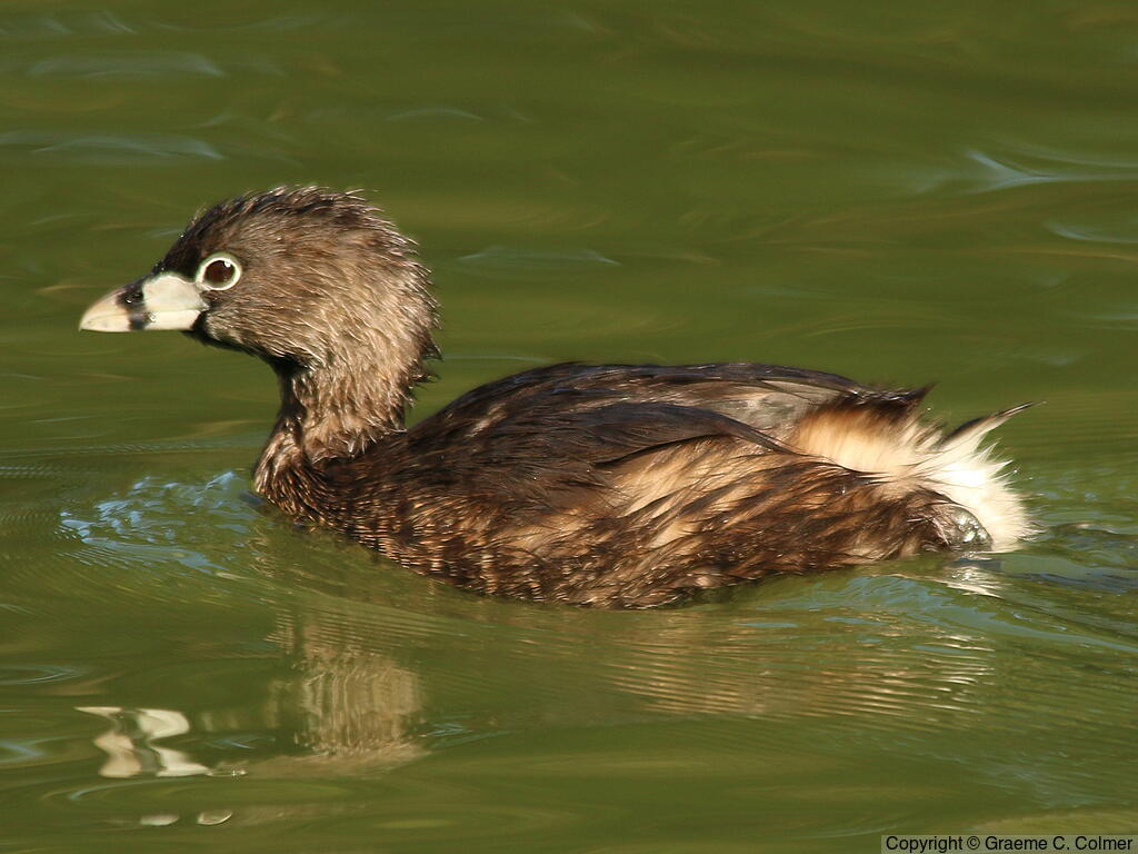 Pied-billed Grebe (Podilymbus podiceps) - Breeding adult