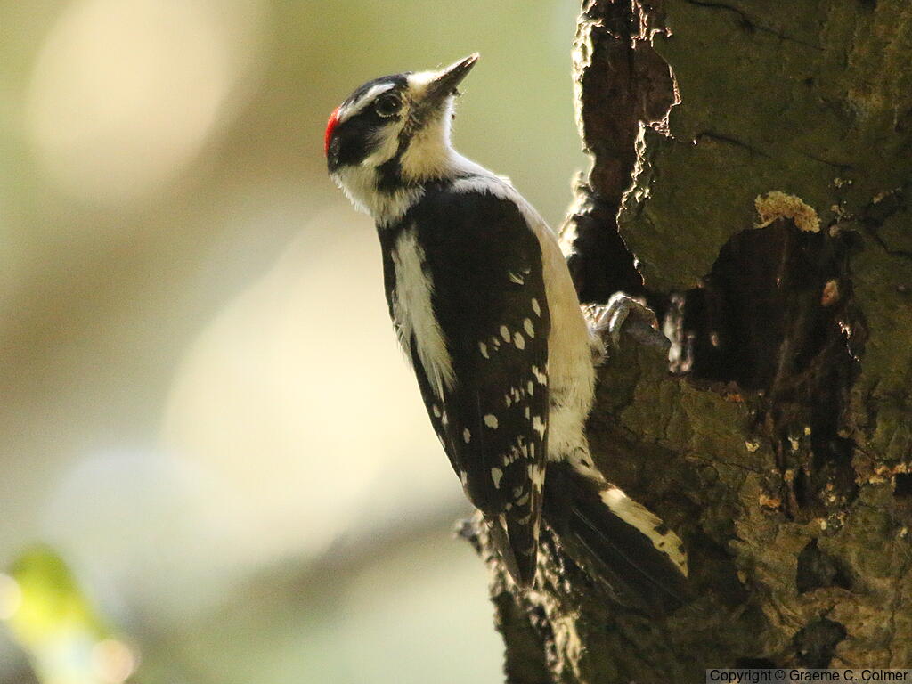 Downy Woodpecker (Dryobates pubescens) - Adult male