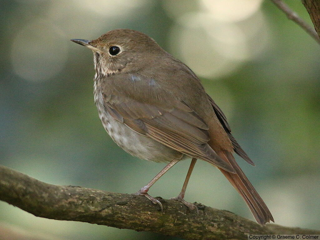 Hermit Thrush (Catharus guttatus) - Adult