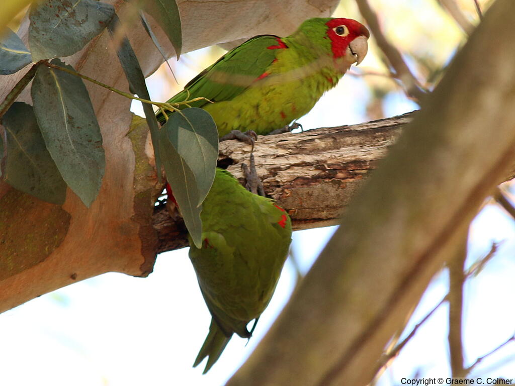Red-masked Parakeet (Psittacara erythrogenys) - Adults