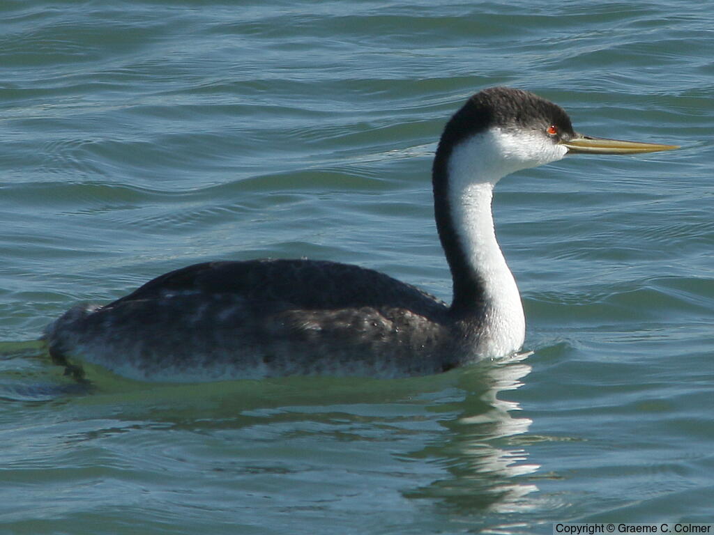 Western Grebe (Aechmophorus occidentalis) - Adult