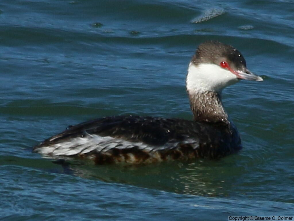 Horned Grebe (Podiceps auritus) - Nonbreeding adult