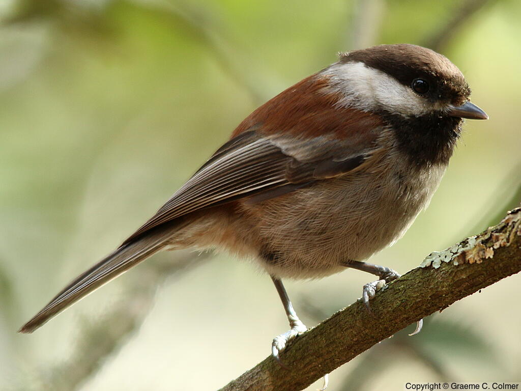 Chestnut-backed Chickadee (Poecile rufescens) - Adult
