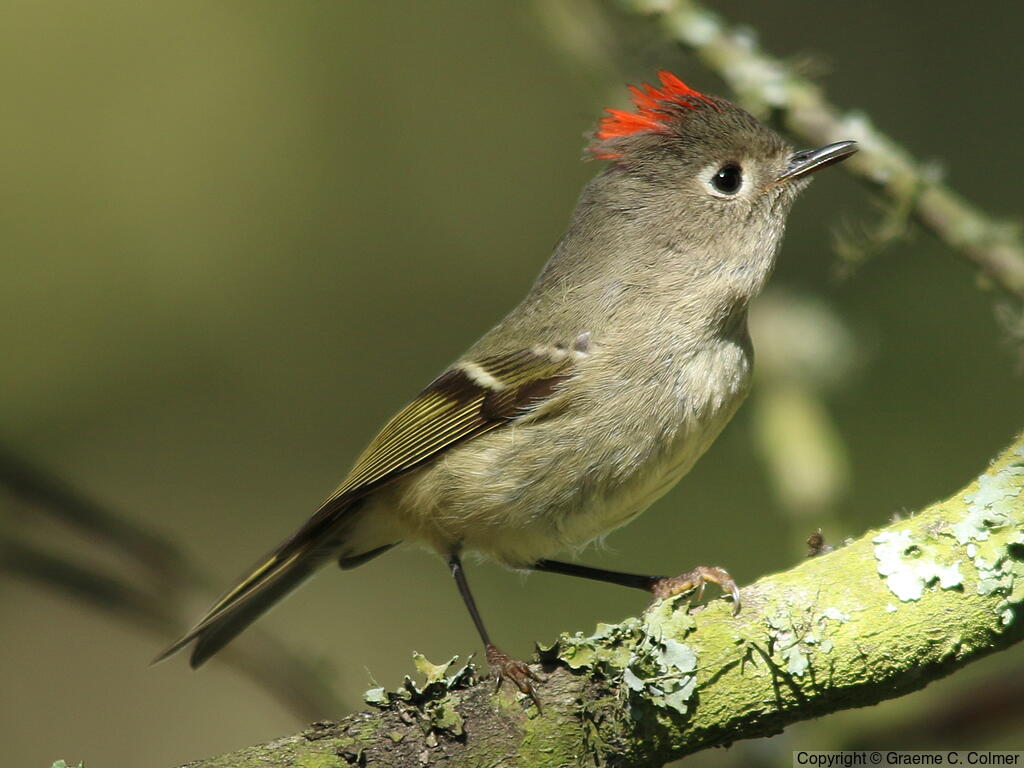 Ruby-crowned Kinglet (Corthylio calendula) - Adult male