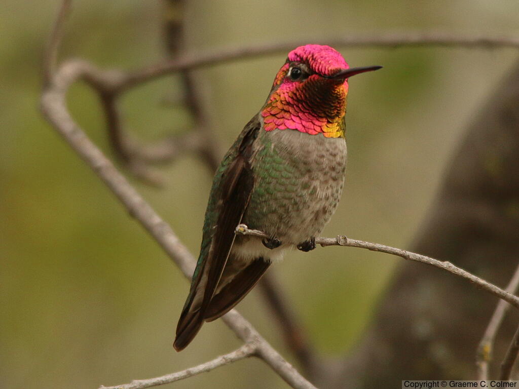 Anna's Hummingbird (Calypte anna) - Adult male