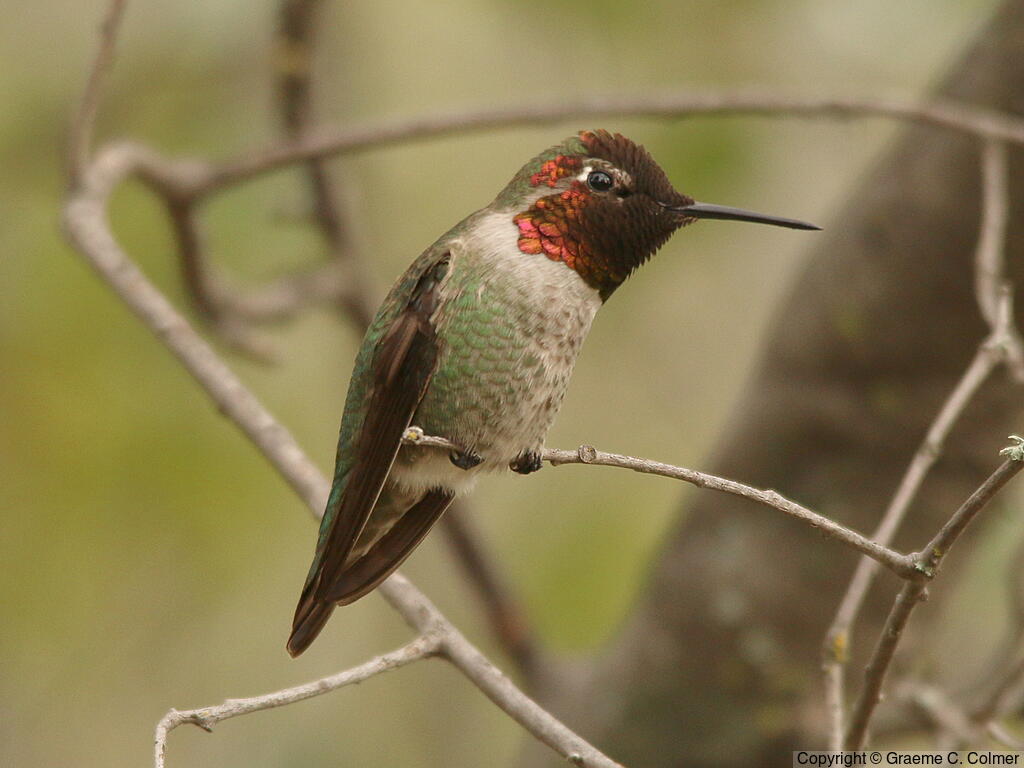 Anna's Hummingbird (Calypte anna) - Adult male