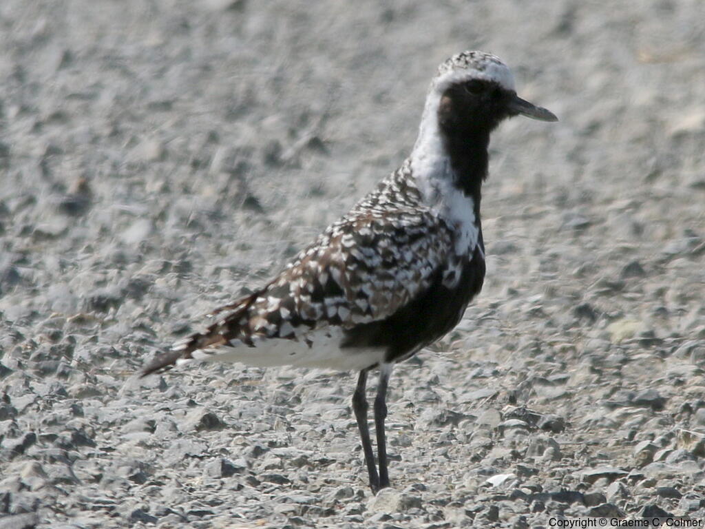 Black-bellied Plover (Pluvialis squatarola) - Breeding adult