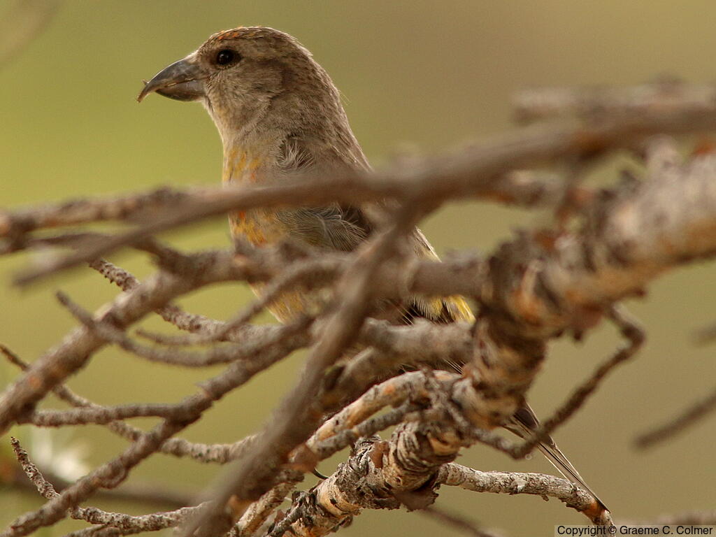 Red Crossbill (Loxia curvirostra) - Adult female