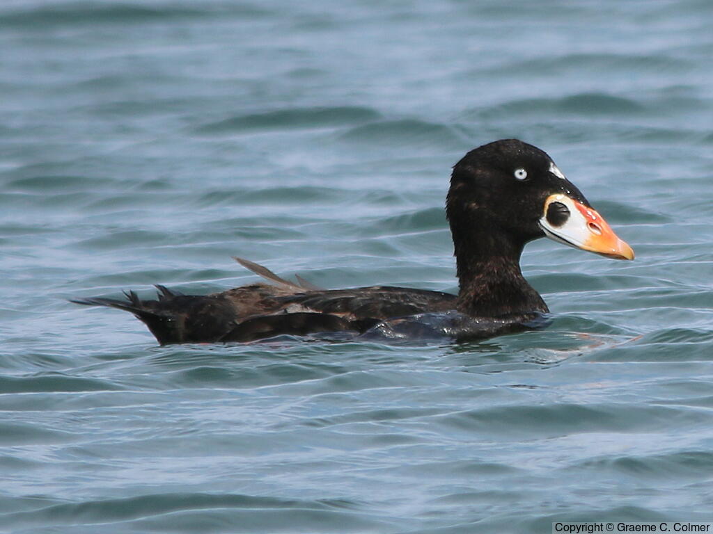 Surf Scoter (Melanitta perspicillata) - Adult male