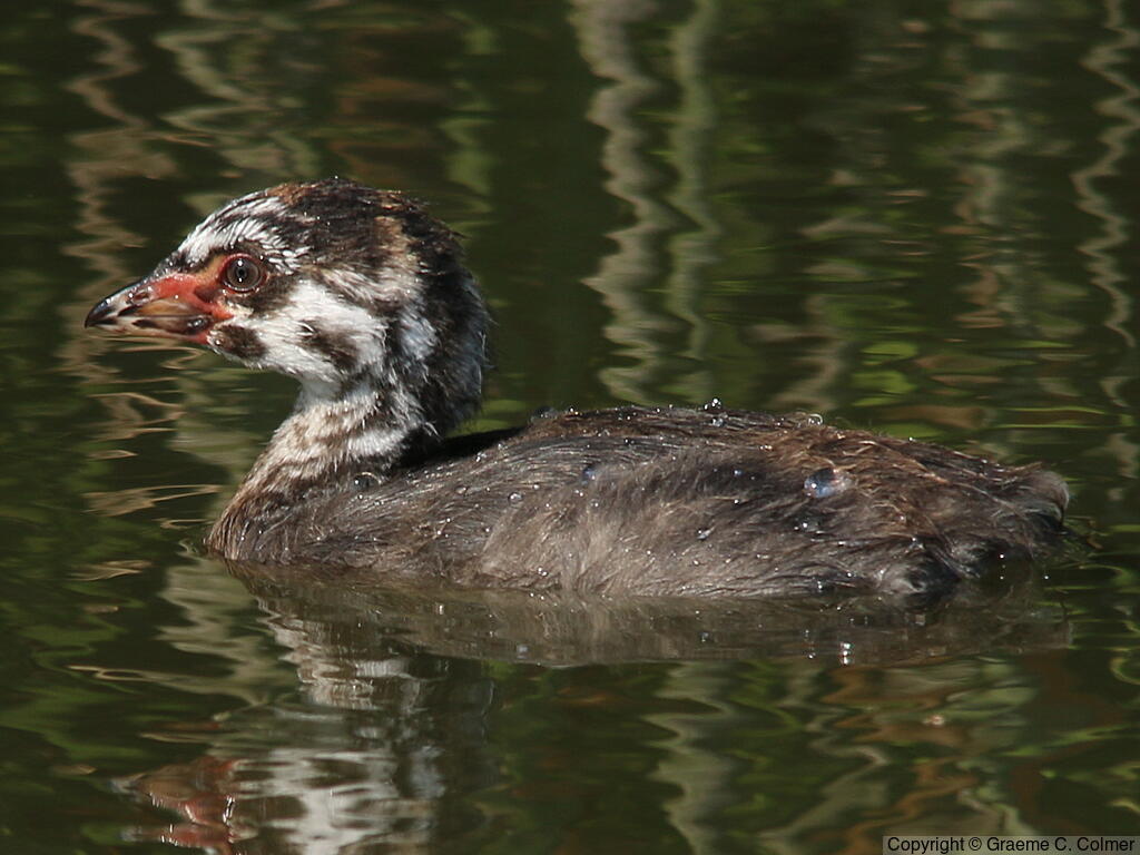 Pied-billed Grebe (Podilymbus podiceps) - Juvenile