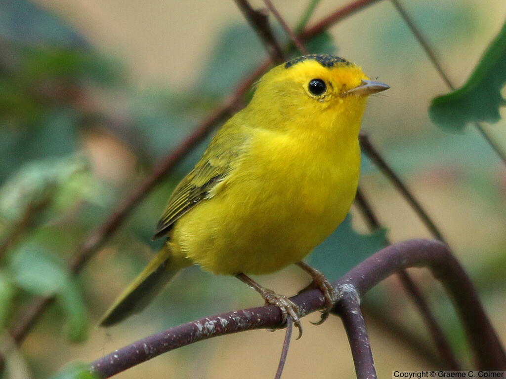 Wilson's Warbler - Love Your Planet