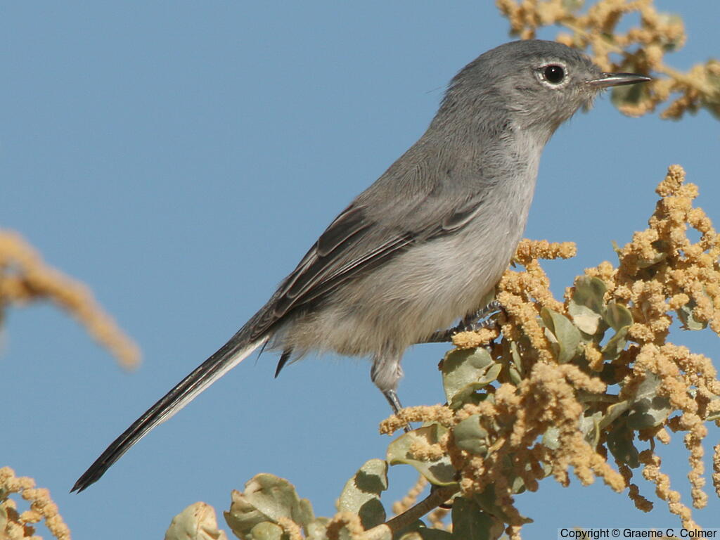 Black-tailed Gnatcatcher (Polioptila melanura) - Adult