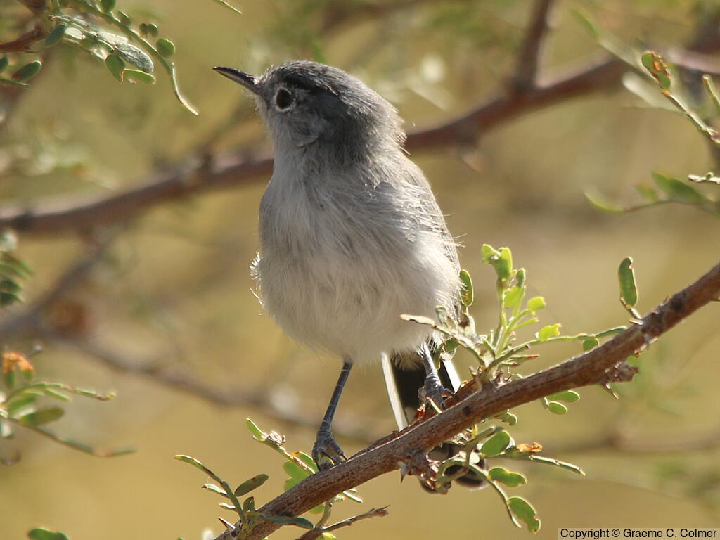 Black-tailed Gnatcatcher (Polioptila melanura) - Adult