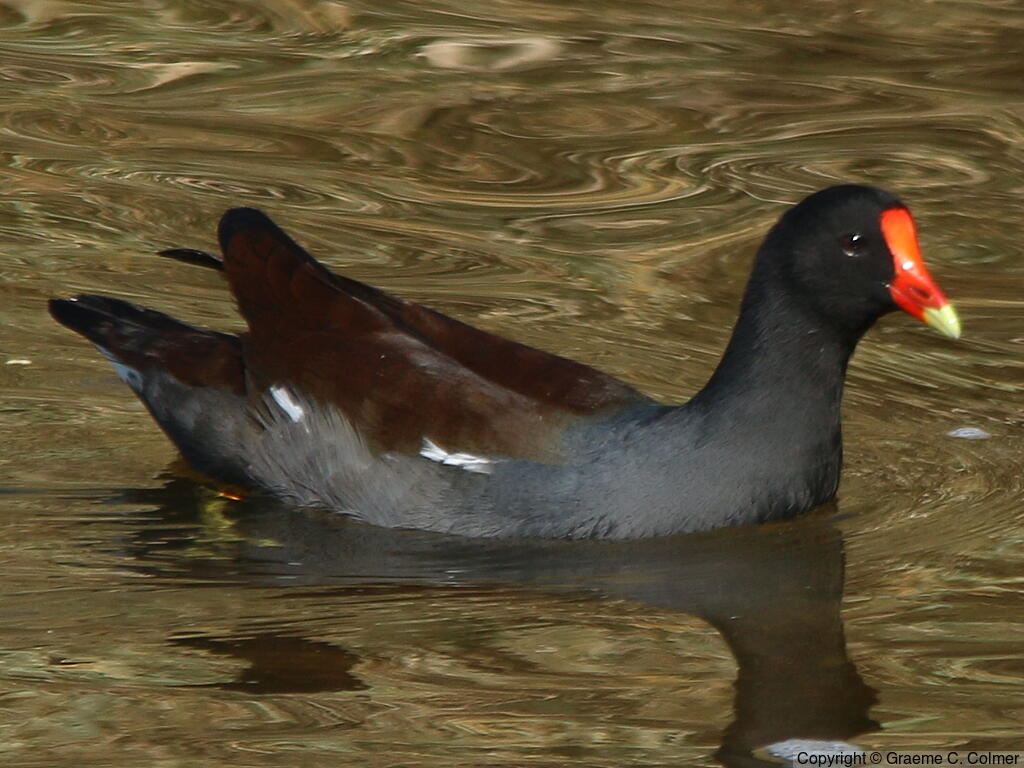 Common Gallinule (Gallinula galeata) - Adult