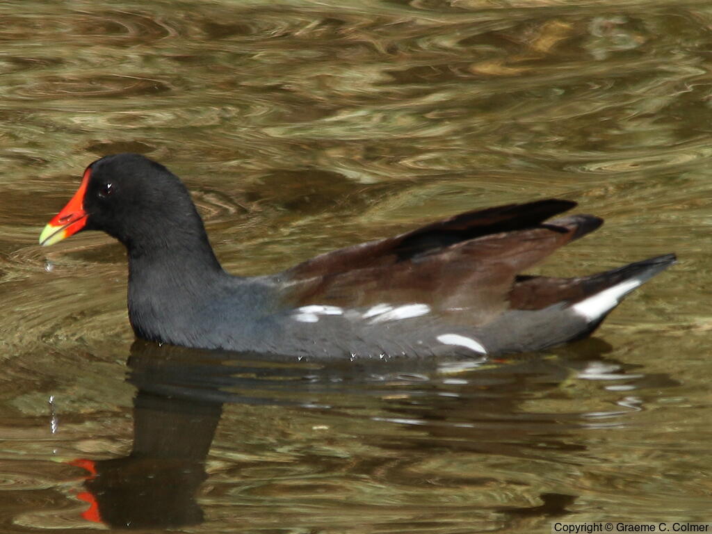 Common Gallinule (Gallinula galeata) - Adult