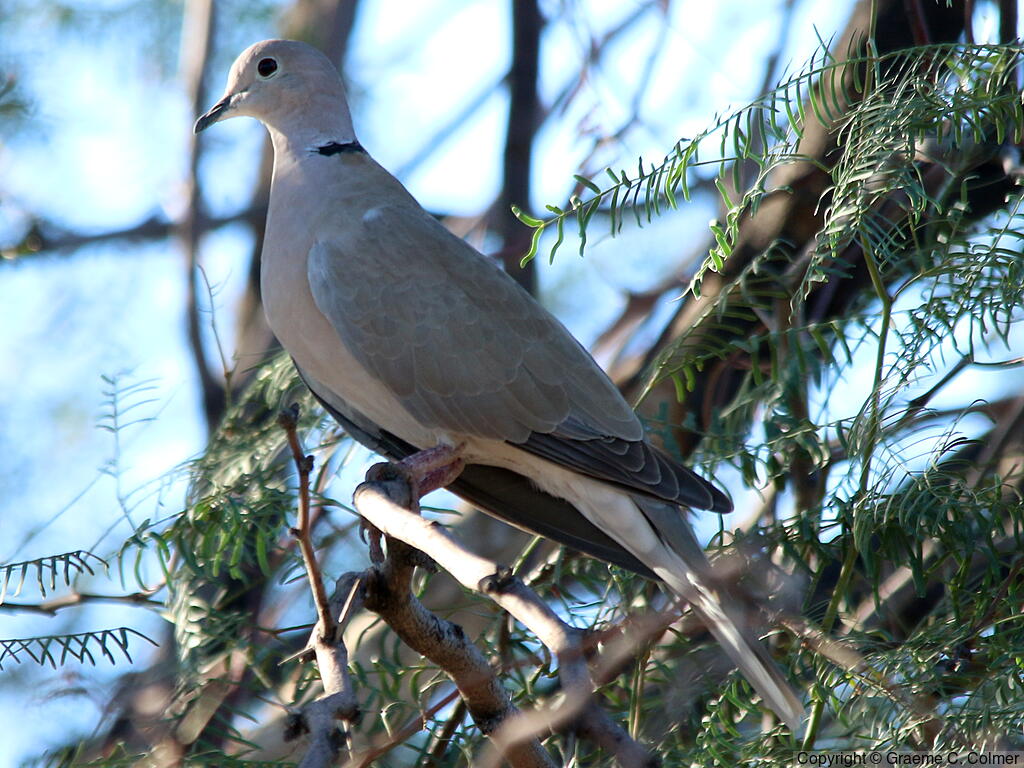 Eurasian Collared-dove - Love Your Planet