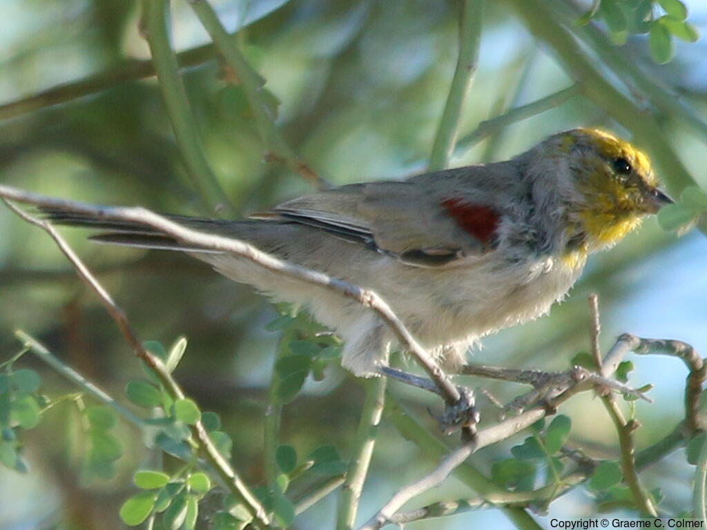 Verdin (Auriparus flaviceps) - Adult