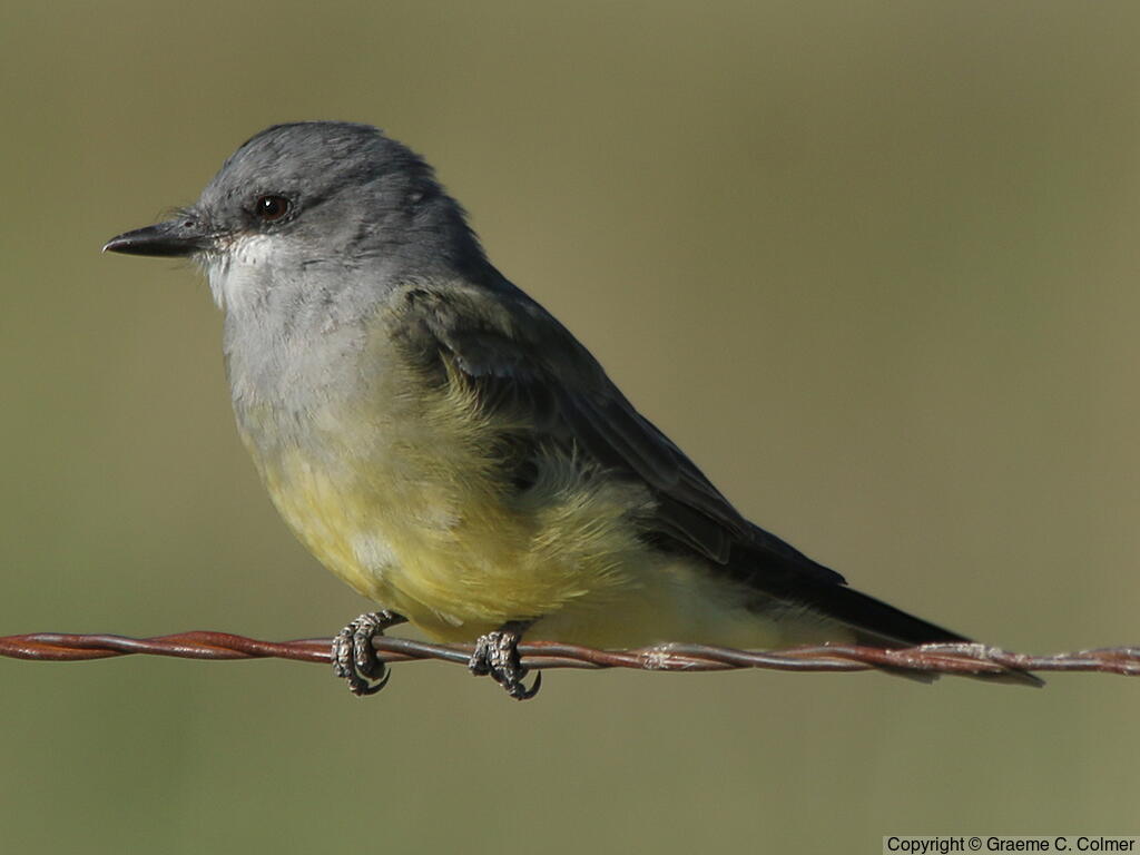Cassin's Kingbird (Tyrannus vociferans) - Adult