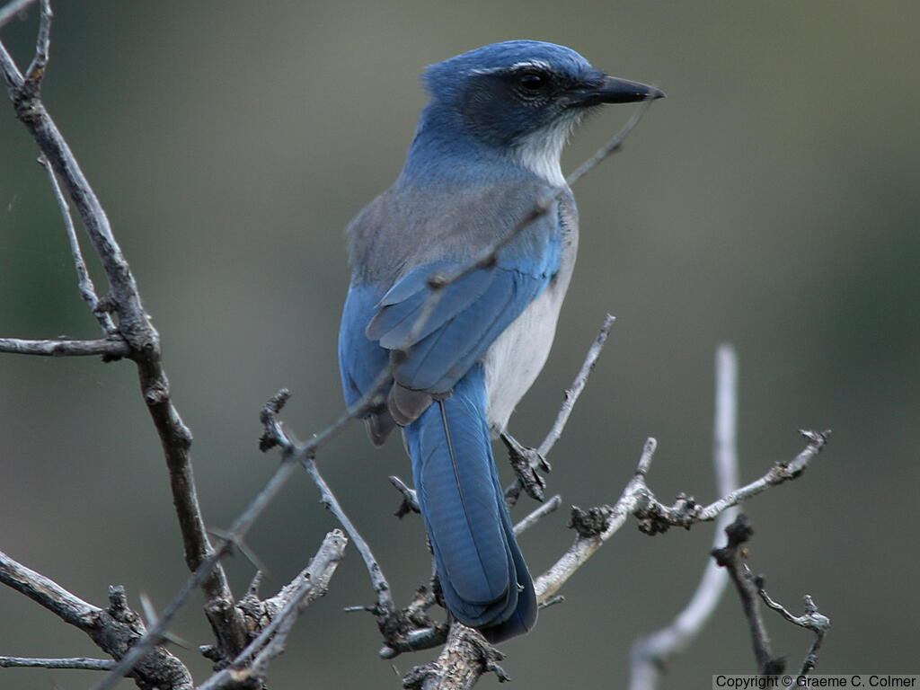 Mexican Jay (Aphelocoma wollweberi) - Adult