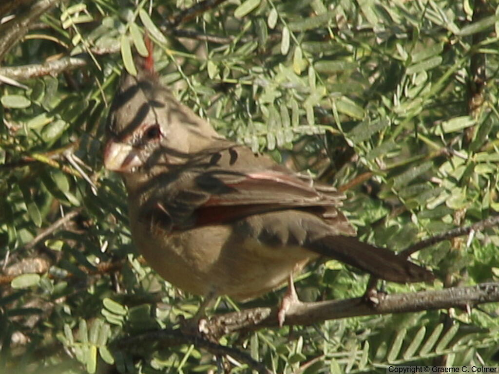 Pyrrhuloxia (Cardinalis sinuatus) - Adult female