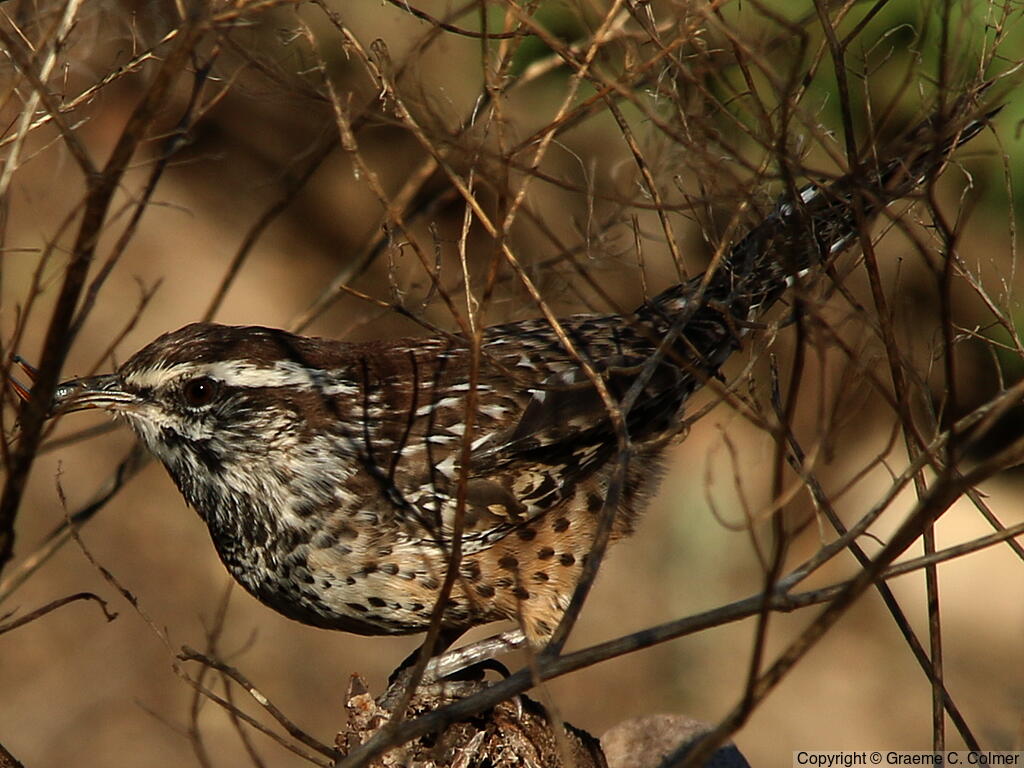 Cactus Wren (Campylorhynchus brunneicapillus) - Adult