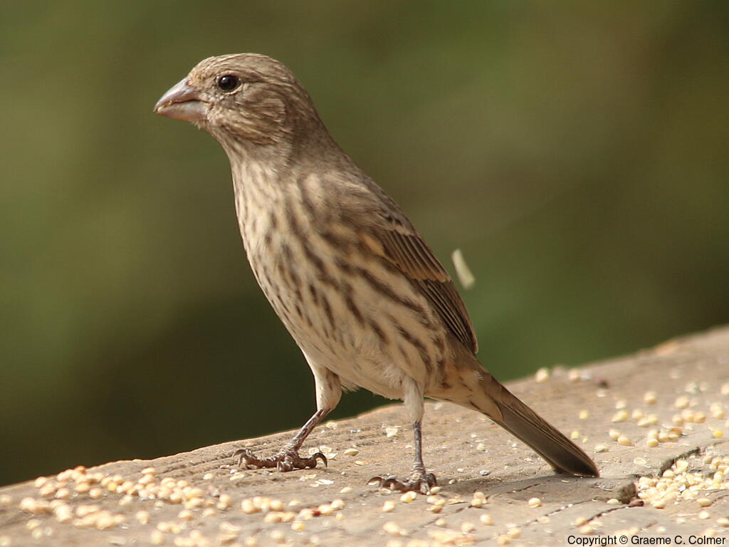 House Finch (Haemorhous mexicanus) - Female/Immature