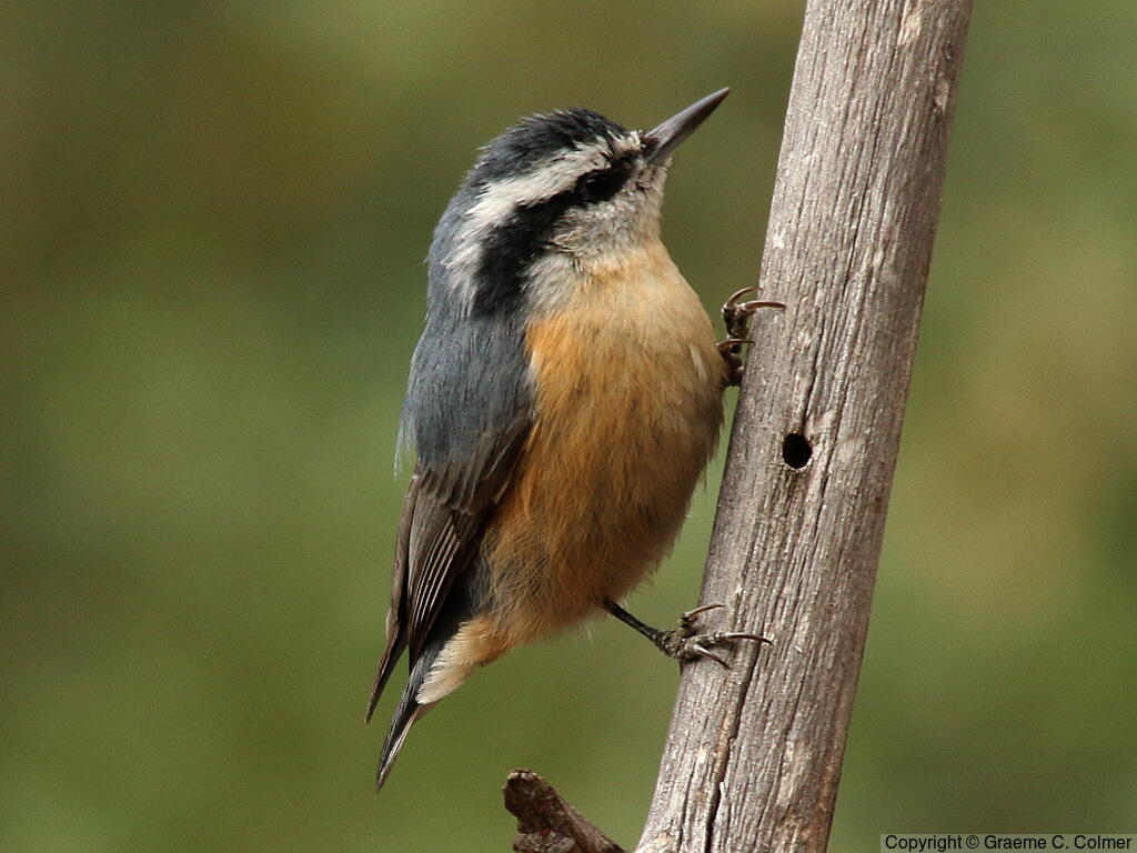 Red-breasted Nuthatch (Sitta canadensis) - Adult male