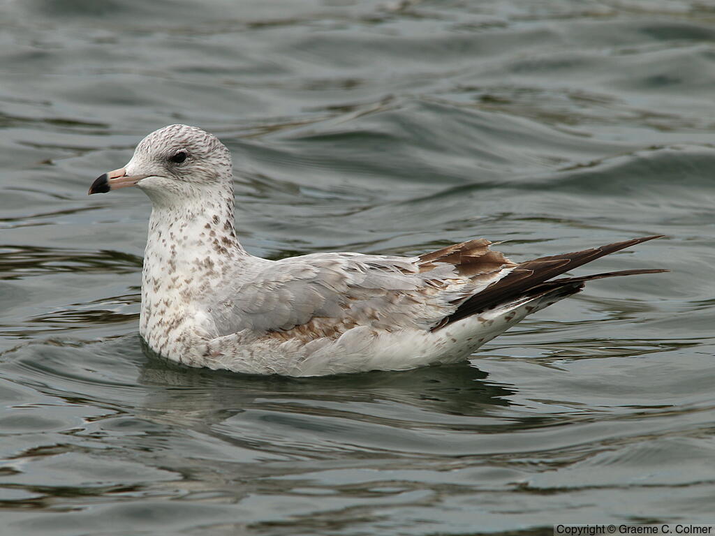 Ring-billed Gull (Larus delawarensis) - First winter