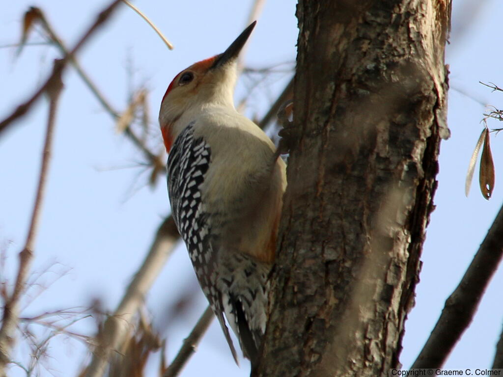 Red-bellied Woodpecker (Melanerpes carolinus) - Adult male