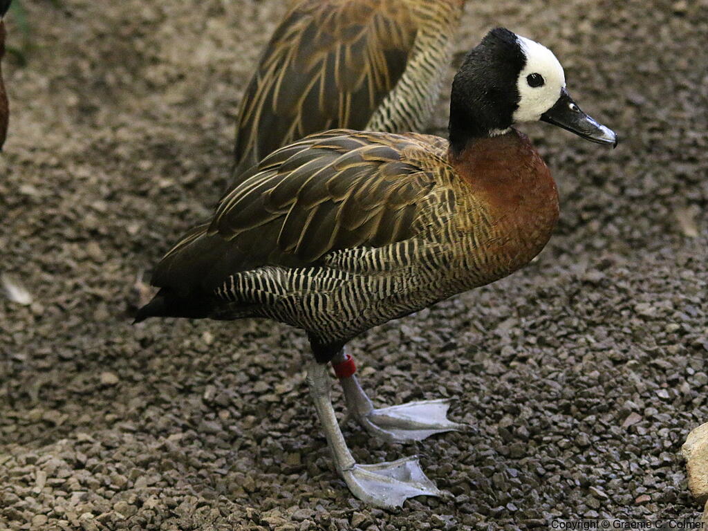 White-faced Whistling-Duck (Dendrocygna viduata) - Adult