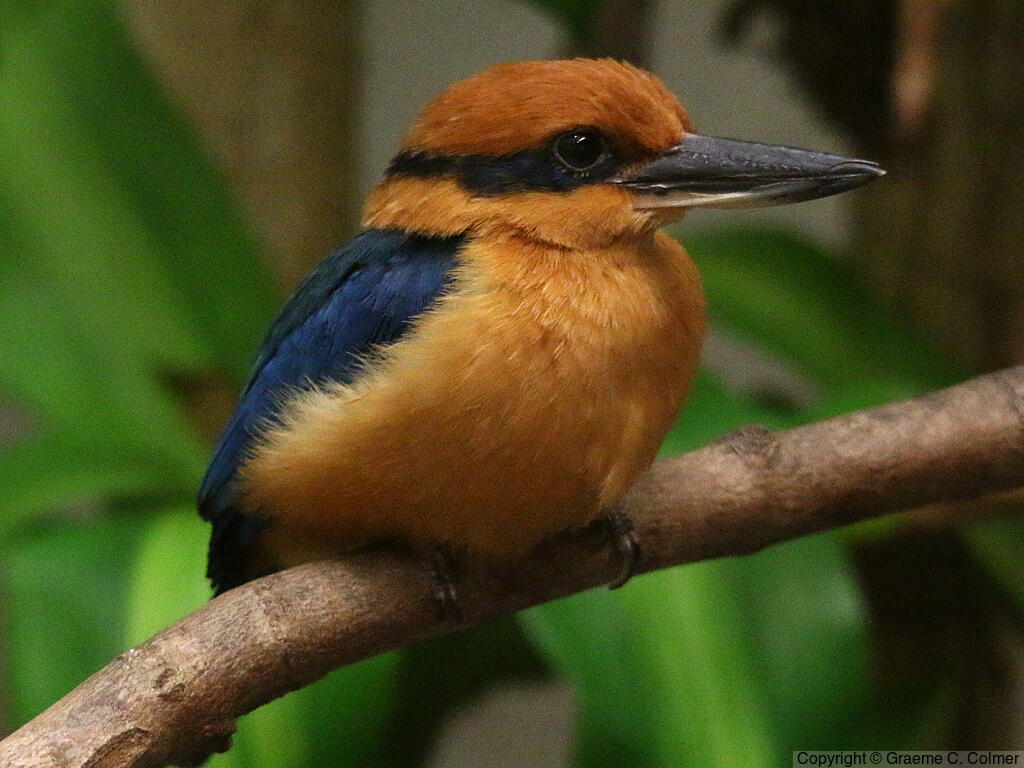 Guam Kingfisher (Todiramphus cinnamominus) - Adult