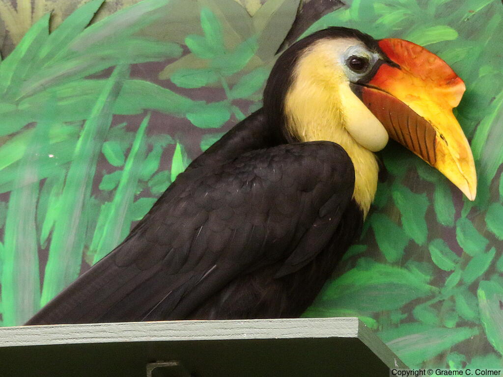 Wrinkled Hornbill (Rhabdotorrhinus corrugatus) - Adult