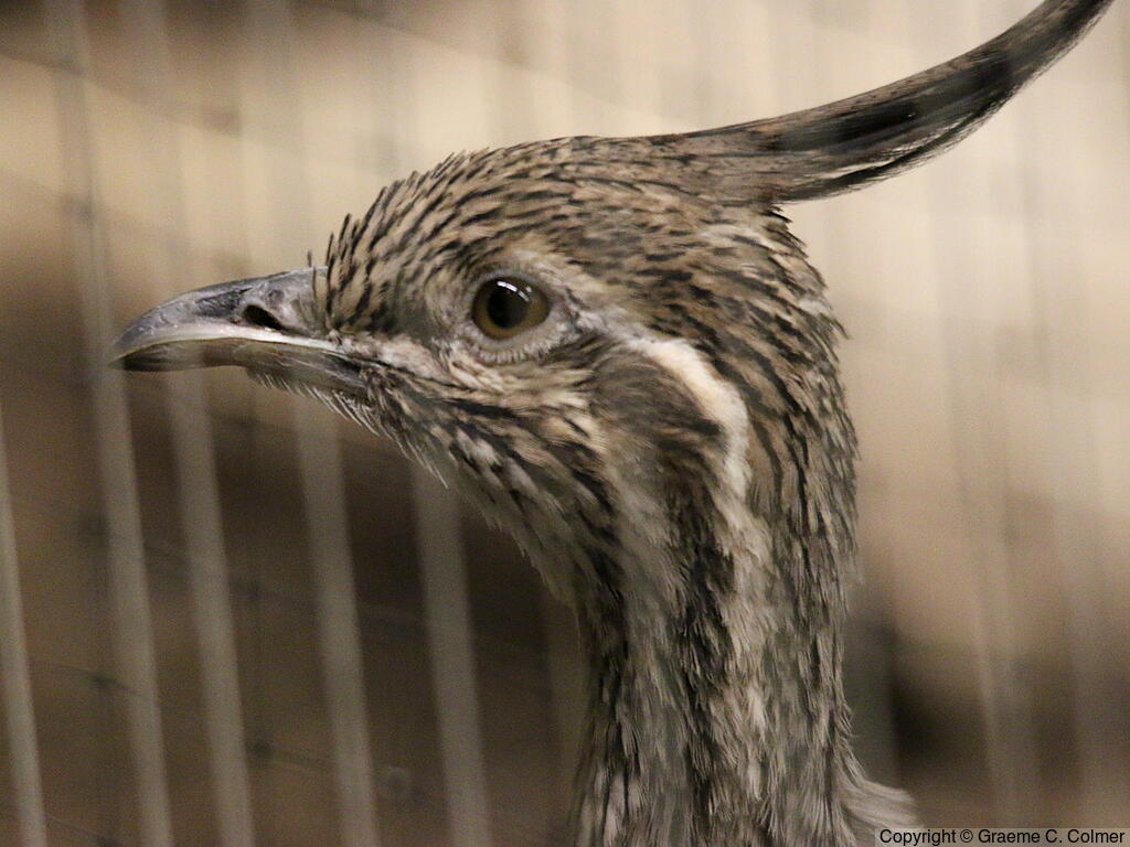 Elegant Crested-Tinamou (Eudromia elegans) - Adult
