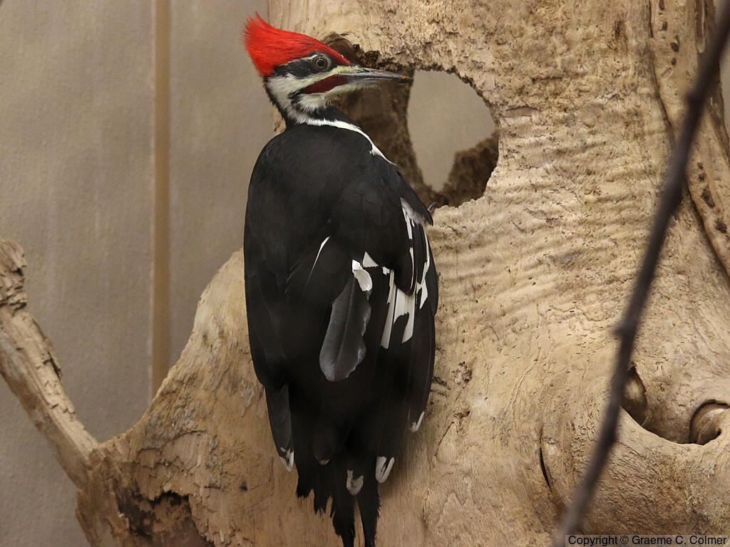 Pileated Woodpecker (Dryocopus pileatus) - Adult male