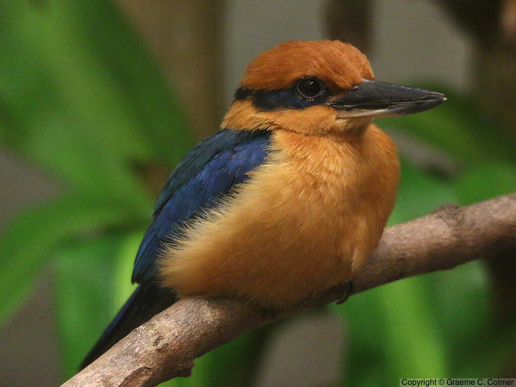 Guam Kingfisher (Todiramphus cinnamominus) - Adult