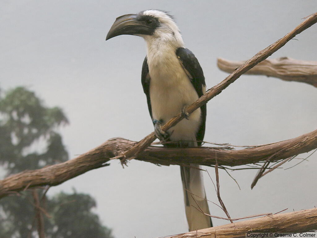 Von der Decken's Hornbill (Tockus deckeni) - Adult
