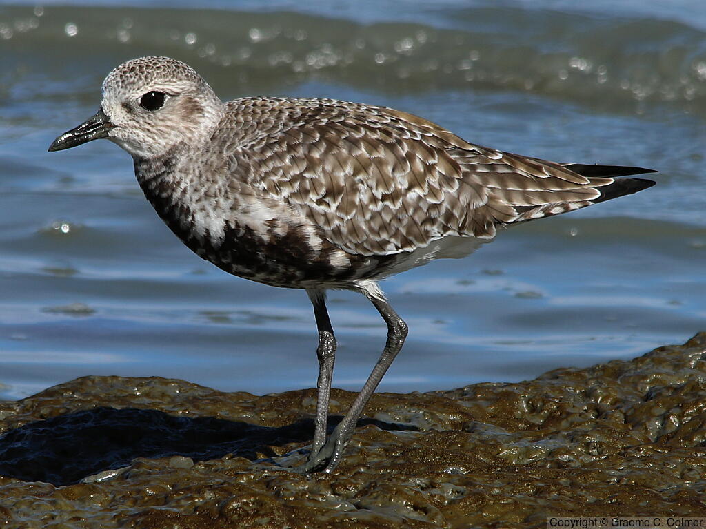 Black-bellied Plover (Pluvialis squatarola) - Nonbreeding adult