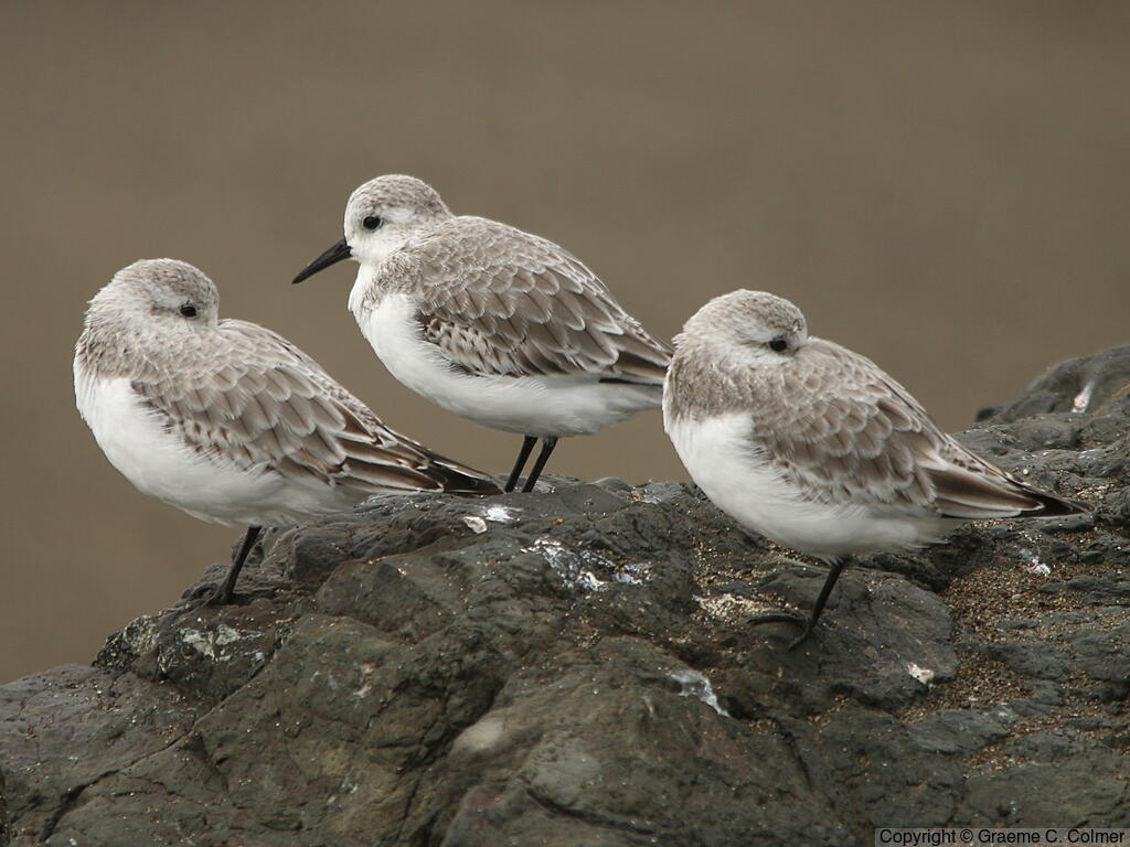 Sanderling (Calidris alba) - Nonbreeding adults