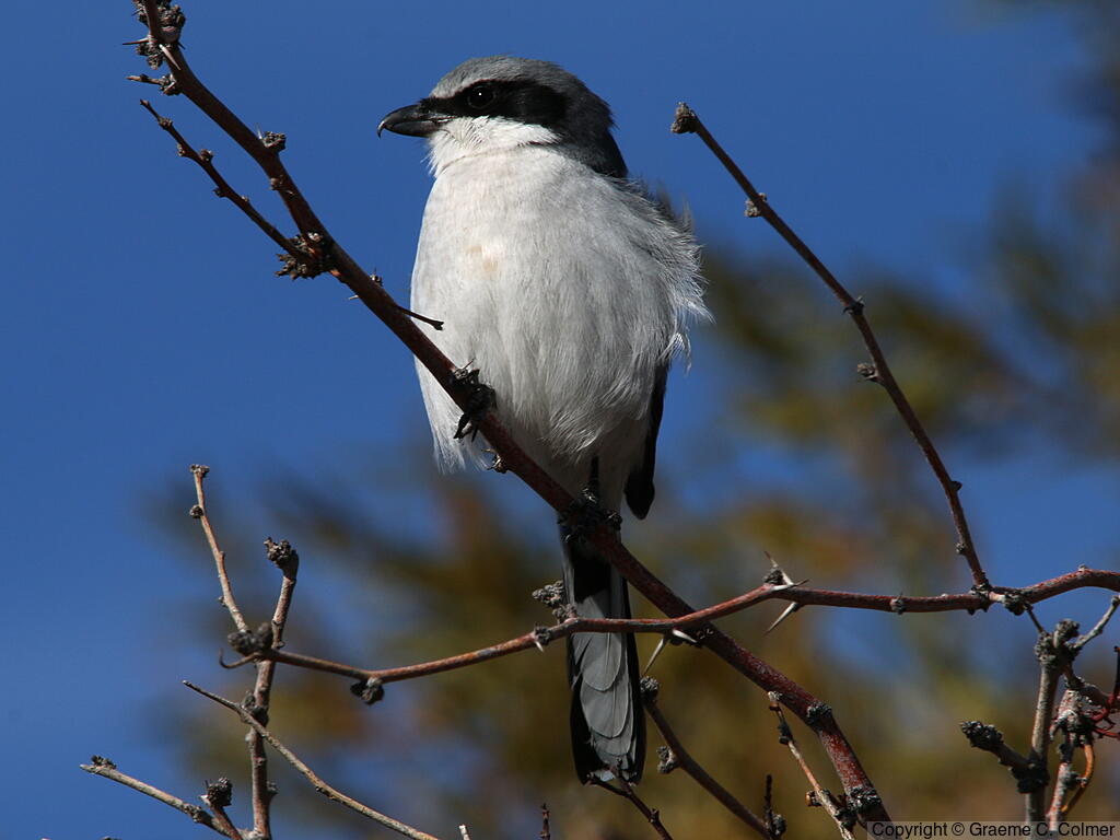 Loggerhead Shrike (Lanius ludovicianus) - Adult