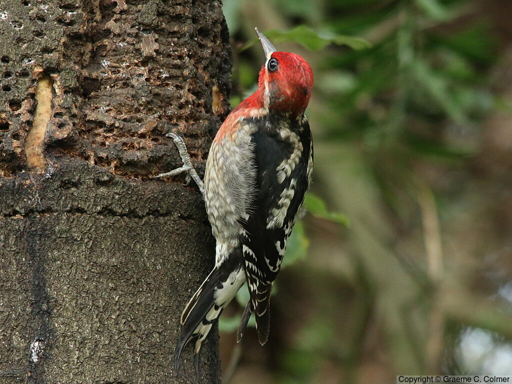 Red-breasted Sapsucker (Sphyrapicus ruber) - Adult