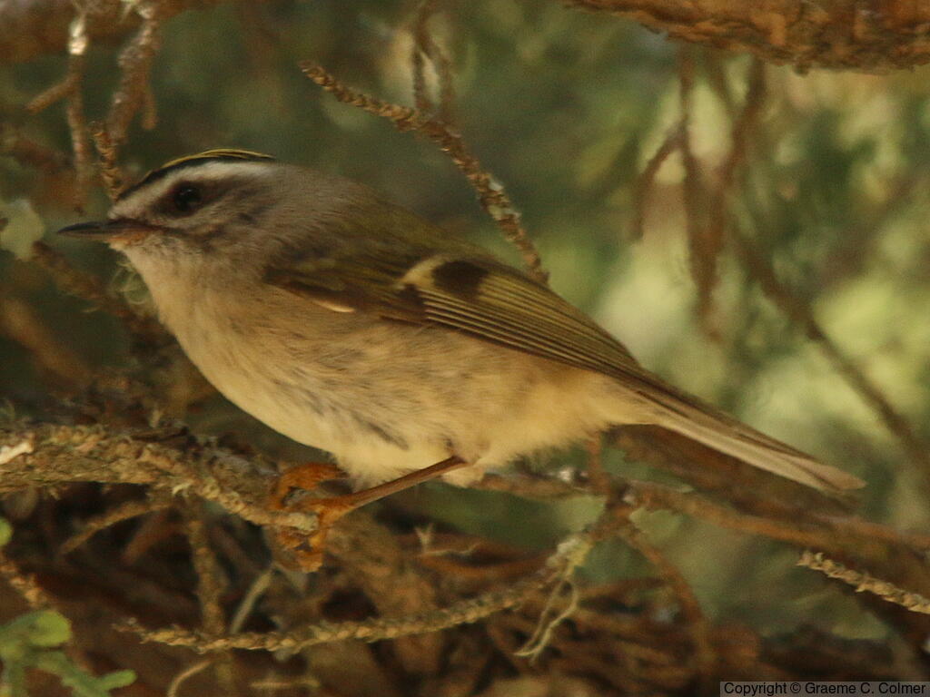 Golden-crowned Kinglet (Regulus satrapa) - Adult