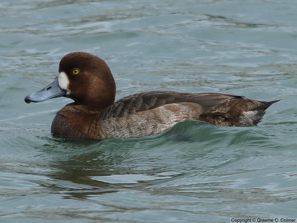 Greater Scaup (Aythya marila) - Adult female