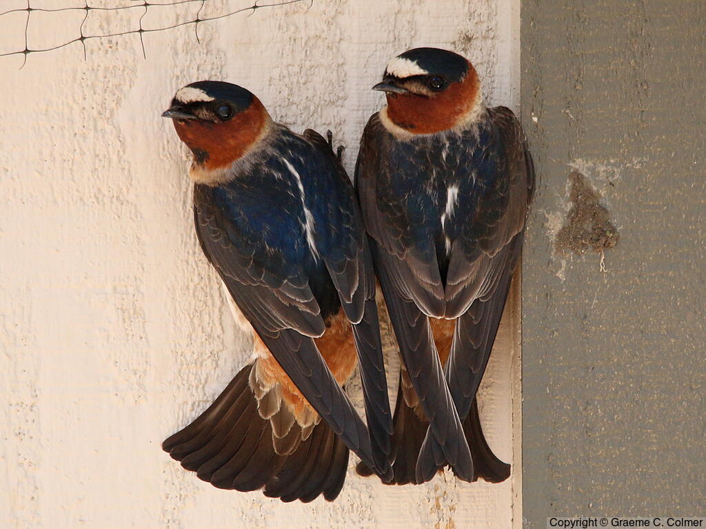 Cliff Swallow (Petrochelidon pyrrhonota) - Adults
