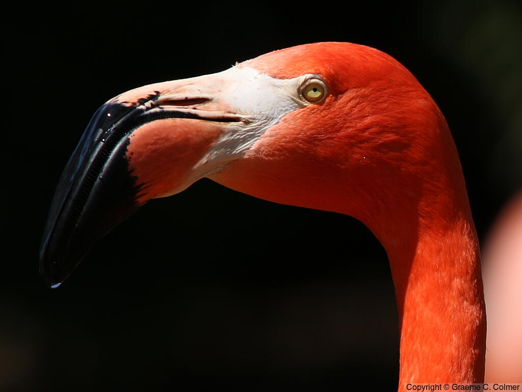 Greater Flamingo (Phoenicopterus roseus) - Adult