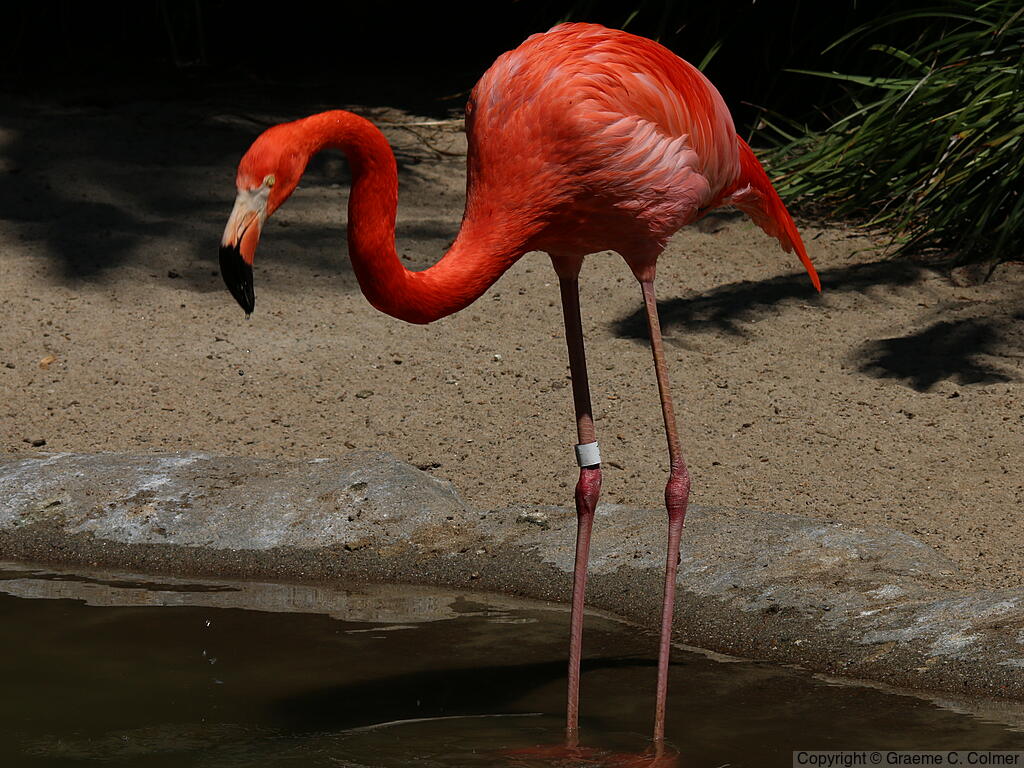 Greater Flamingo (Phoenicopterus roseus) - Adult