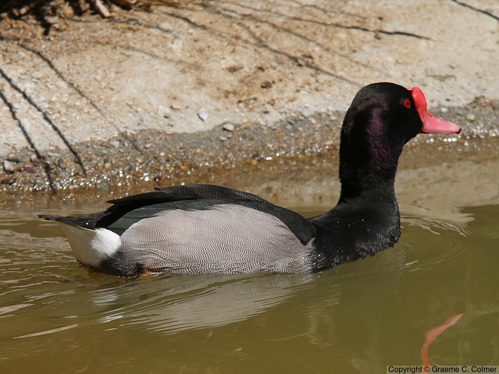 Rosy-billed Pochard (Netta peposaca) - Adult