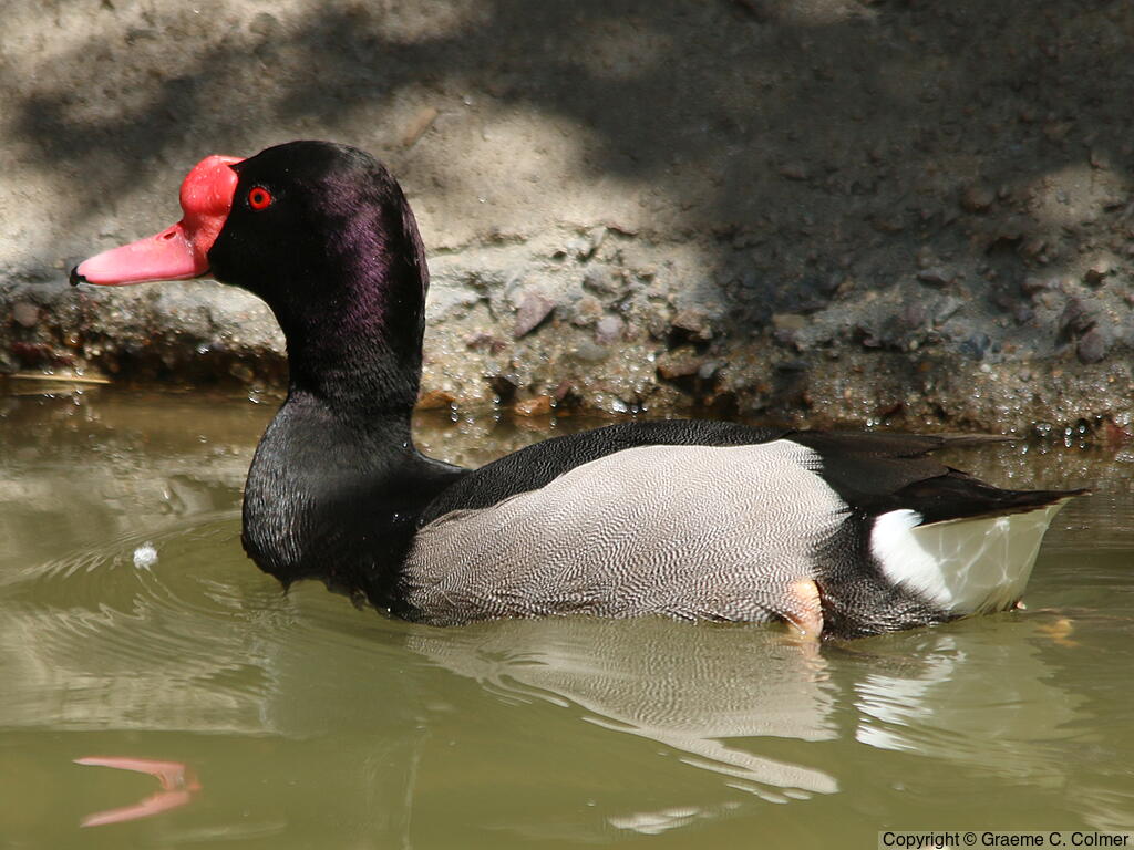 Rosy-billed Pochard (Netta peposaca) - Adult