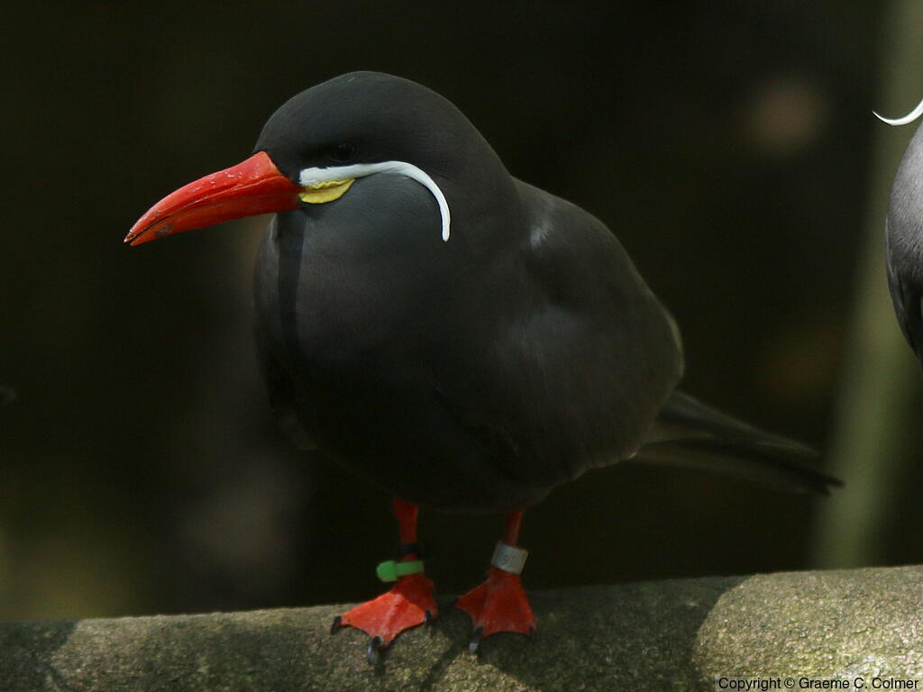 Inca Tern (Larosterna inca) - Adult